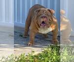 Small Photo #7 Bulldog Puppy For Sale in LEHIGH ACRES, FL, USA