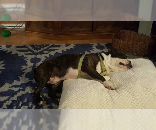 Medium Photo #5 Boston Terrier Puppy For Sale in BROKEN ARROW, OK, USA