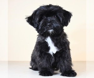 Shih-Poo Puppy for Sale in SAN DIEGO, California USA
