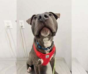 Lily - Female American Bulldog Dog for Adoption - Photo #2