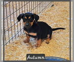 Small Dachshund Mix