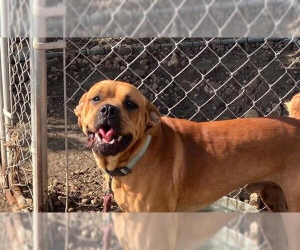Medium Photo #1 Mastiff Puppy For Sale in San Antonio, TX, USA