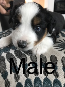 Medium Photo #1 Miniature Australian Shepherd Puppy For Sale in YELM, WA, USA