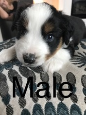 Miniature Australian Shepherd Puppy for sale in YELM, WA, USA
