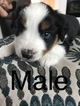 Small Photo #1 Miniature Australian Shepherd Puppy For Sale in YELM, WA, USA