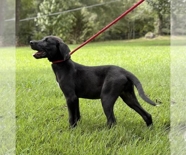 Medium Photo #3 Mutt Puppy For Sale in Yardley, PA, USA