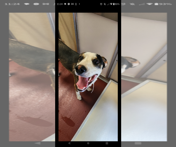 Medium Photo #2 Treeing Walker Coonhound-Unknown Mix Puppy For Sale in Westminster, MD, USA