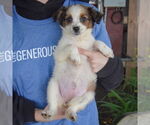 Small #3 Australian Shepherd Mix