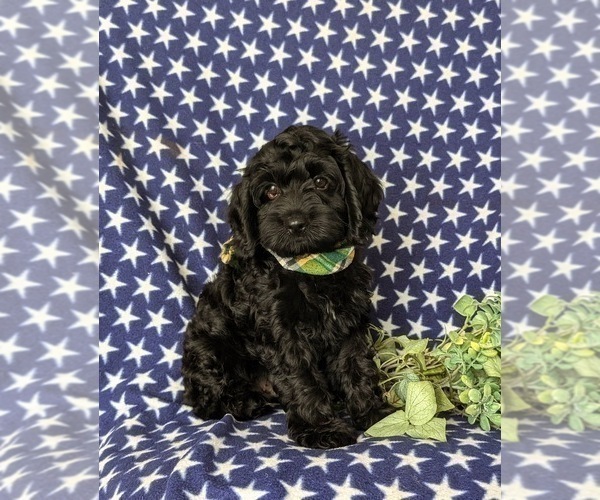 Medium Photo #3 Cock-A-Poo Puppy For Sale in PEACH BOTTOM, PA, USA