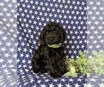 Small Photo #3 Cock-A-Poo Puppy For Sale in PEACH BOTTOM, PA, USA