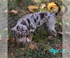 Catahoula Leopard Dog Puppy for sale in MORAN, MI, USA