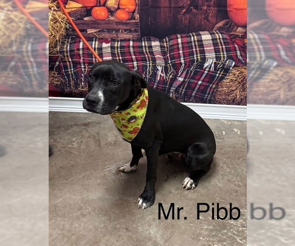 Medium Photo #4  Puppy For Sale in , 