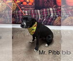 Small American Pit Bull Terrier-Basset Hound Mix