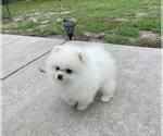 Small Pomeranian