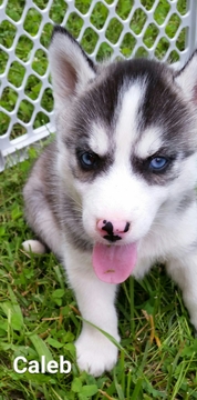 Medium Photo #1 Siberian Husky Puppy For Sale in LICKING, MO, USA