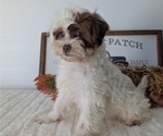 Small Photo #47 ShihPoo Puppy For Sale in GOSHEN, IN, USA