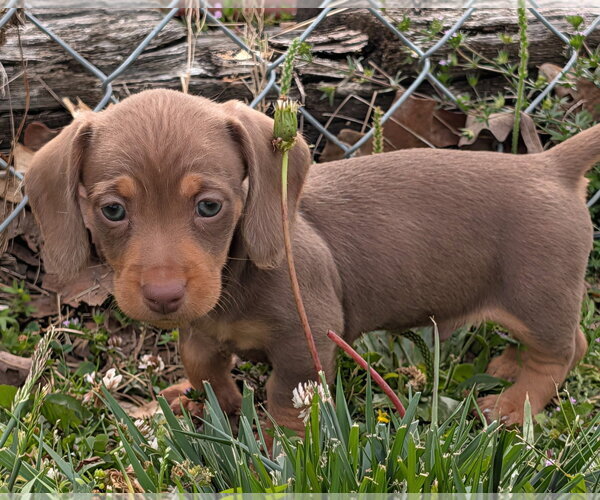 Medium Photo #1 Dachshund Puppy For Sale in Shelbyville, TN, USA
