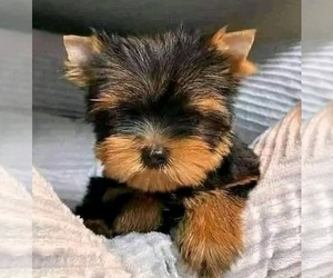 Yorkshire Terrier Puppy for Sale in LAKE STEVENS, Washington USA