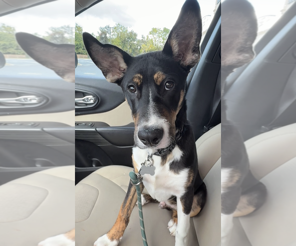 Medium Photo #3 Mutt Puppy For Sale in Rockville, MD, USA