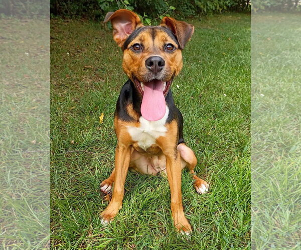 Medium Photo #1 German Shepherd Dog-Unknown Mix Puppy For Sale in Alexander, AR, USA