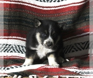 Siberian Husky-Texas Heeler Mix Puppy for sale in FREDERICKSBURG, OH, USA