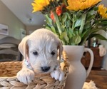 Puppy 1 Goldendoodle