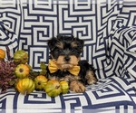 Small Photo #7 YorkiePoo Puppy For Sale in OXFORD, PA, USA