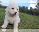 Small Photo #22 Great Pyrenees Puppy For Sale in HILLSVILLE, VA, USA