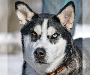 Huskies -Unknown Mix Dogs for adoption in Huntley, IL, USA