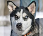 Small Photo #1 Huskies -Unknown Mix Puppy For Sale in Huntley, IL, USA