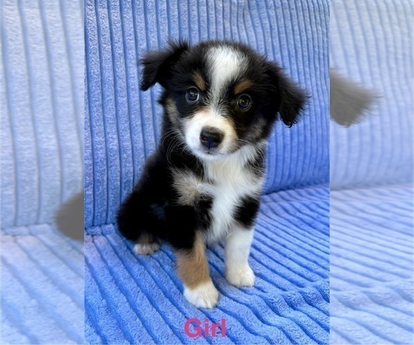 Medium Photo #1 Miniature Australian Shepherd Puppy For Sale in FAIR HAVEN, MI, USA