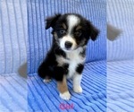 Small Photo #1 Miniature Australian Shepherd Puppy For Sale in FAIR HAVEN, MI, USA