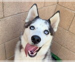 Small #1 Siberian Husky Mix