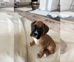 Puppy Emi Boxer