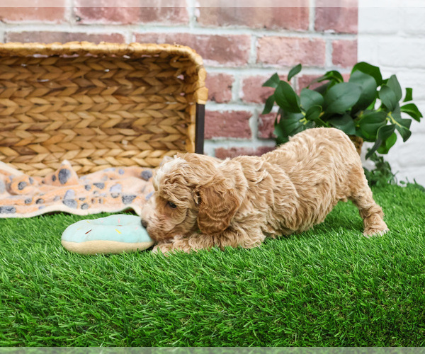 Medium Photo #13 Poodle (Miniature) Puppy For Sale in SYRACUSE, IN, USA