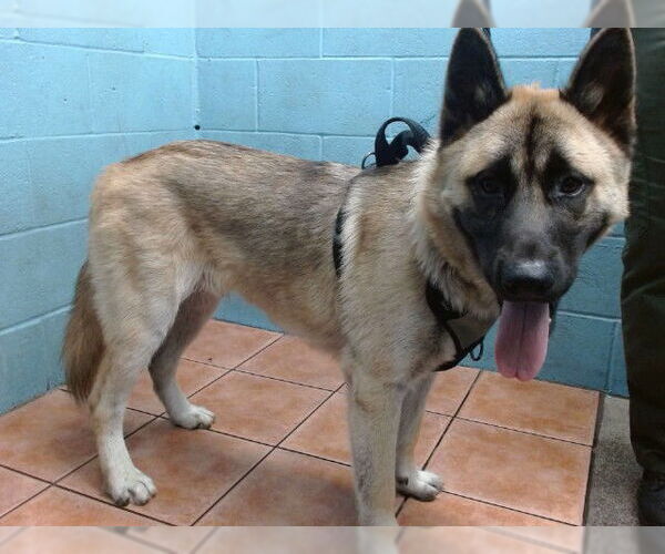Medium Photo #1 Akita Puppy For Sale in Downey, CA, USA