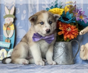 Pomsky-Shiba Inu Mix Puppy for sale in LANCASTER, PA, USA