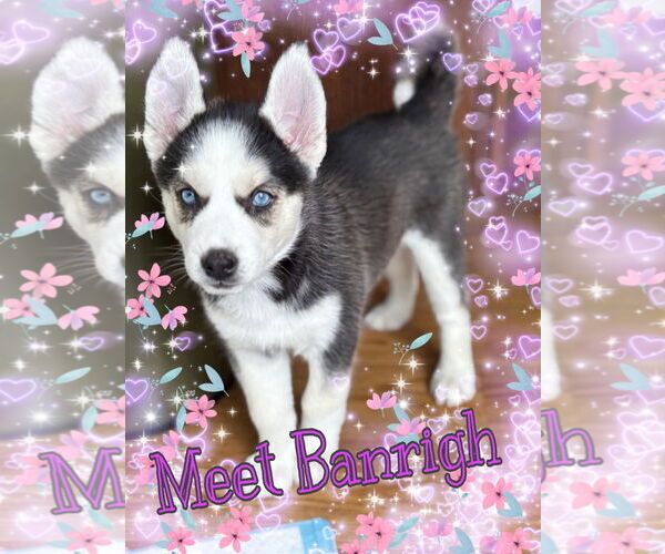 Medium Photo #1 Siberian Husky Puppy For Sale in Pipe Creek, TX, USA