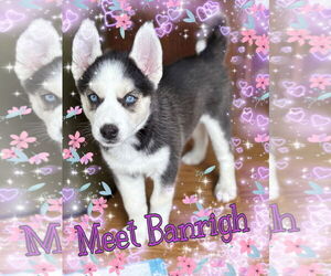 Siberian Husky Dogs for adoption in Pipe Creek, TX, USA