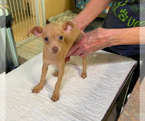 Chihuahua-Unknown Mix Dogs for adoption in Benton, LA, USA
