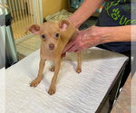 Small Chihuahua Mix