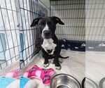 Small #2 American Bandogge mastiff
