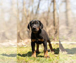 Small Photo #2 Rotterman Puppy For Sale in BRISTOL, IN, USA