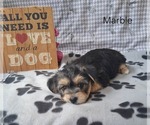 Image preview for Ad Listing. Nickname: Marble