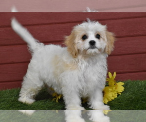Cavachon Puppy for sale in ELDORADO, OH, USA