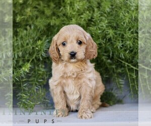 Cavapoo Puppy for sale in PARADISE, PA, USA