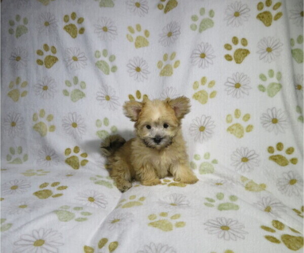 Medium Photo #2 Morkie Puppy For Sale in COOKEVILLE, TN, USA