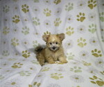 Small #1 Morkie