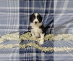 Small Photo #4 Border Collie Puppy For Sale in OWEN, WI, USA