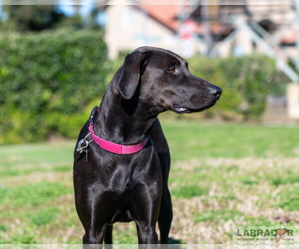 Medium Photo #2 Labrador Retriever-Unknown Mix Puppy For Sale in Clovis, CA, USA